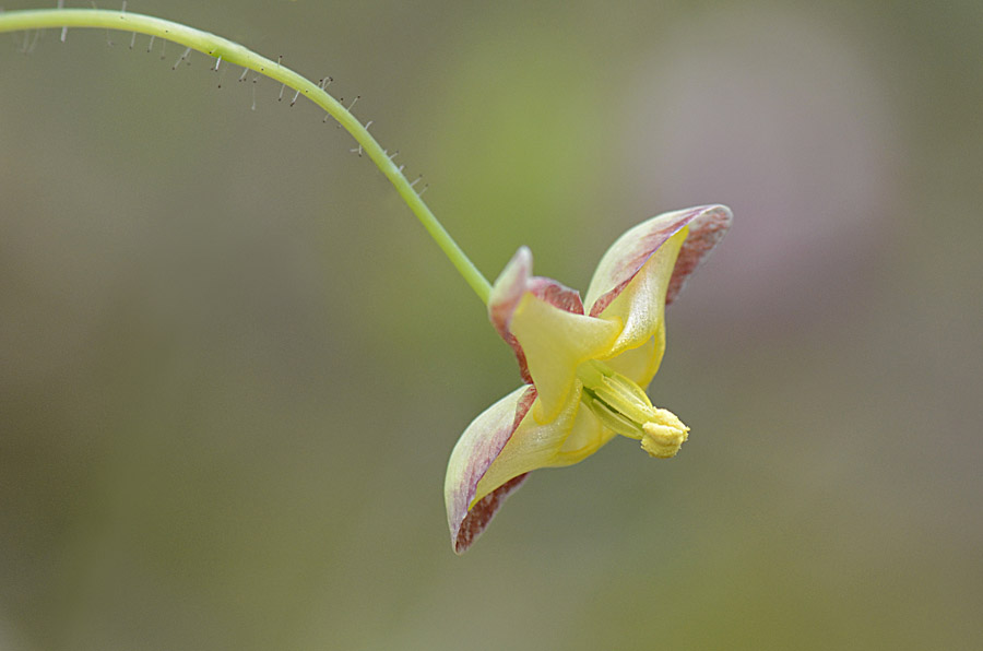 Epimedium alpinum / Epimedio